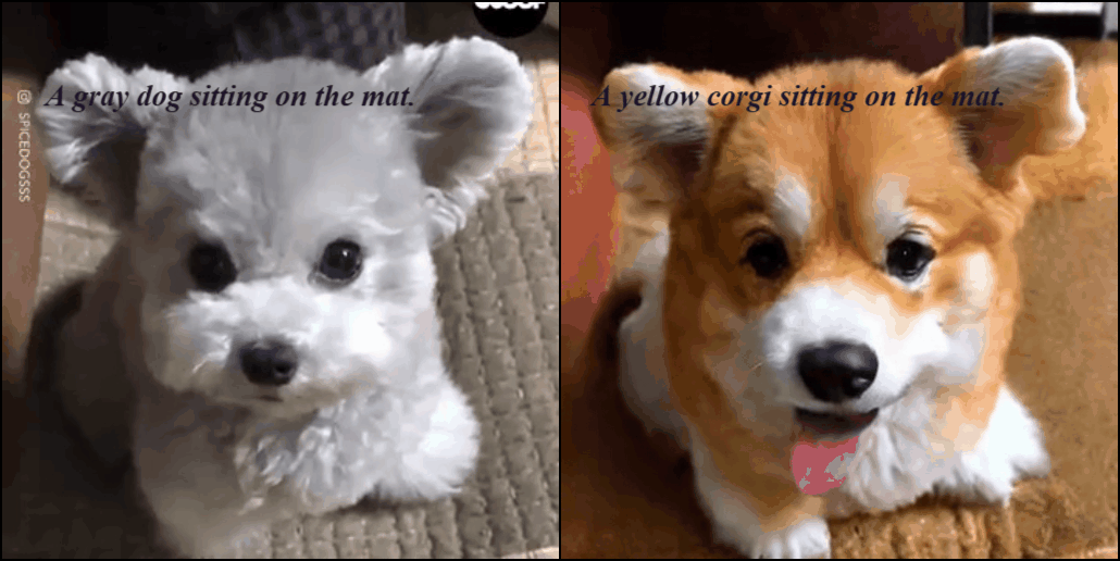 Gray dog transformation variation